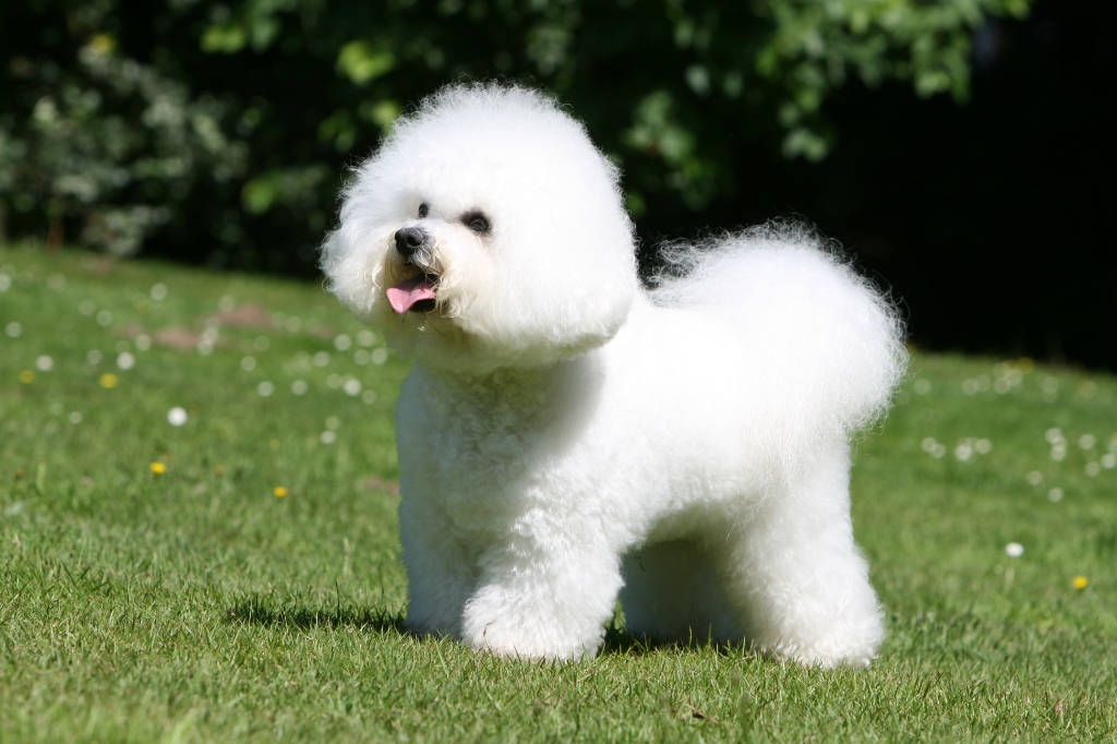 Bichon Frisé puppy for sale in Delhi NCR