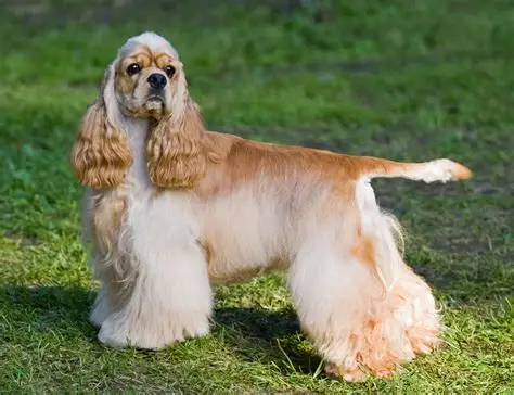 Cocker Spaniel puppy for sale in Delhi NCR
