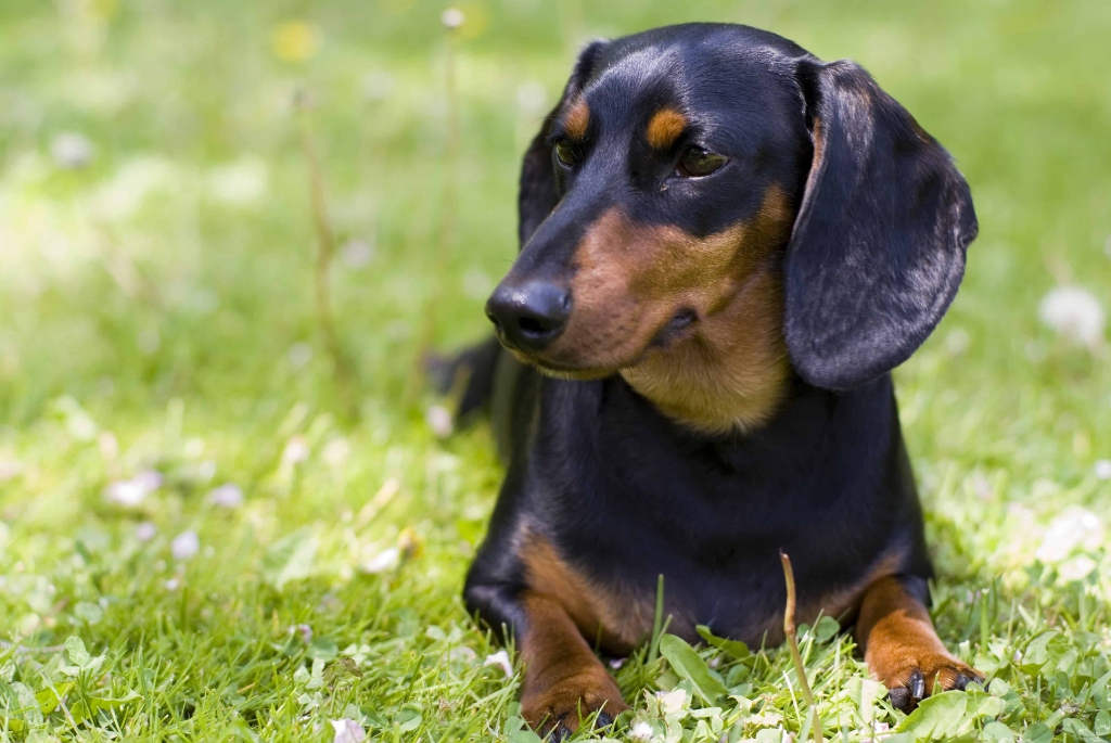 Dachshund puppy for sale in Delhi NCR
