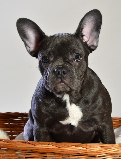 French Bulldog puppy for sale in Delhi NCR