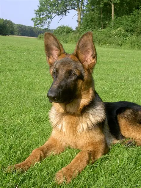 German Shepherd puppy for sale in Delhi NCR
