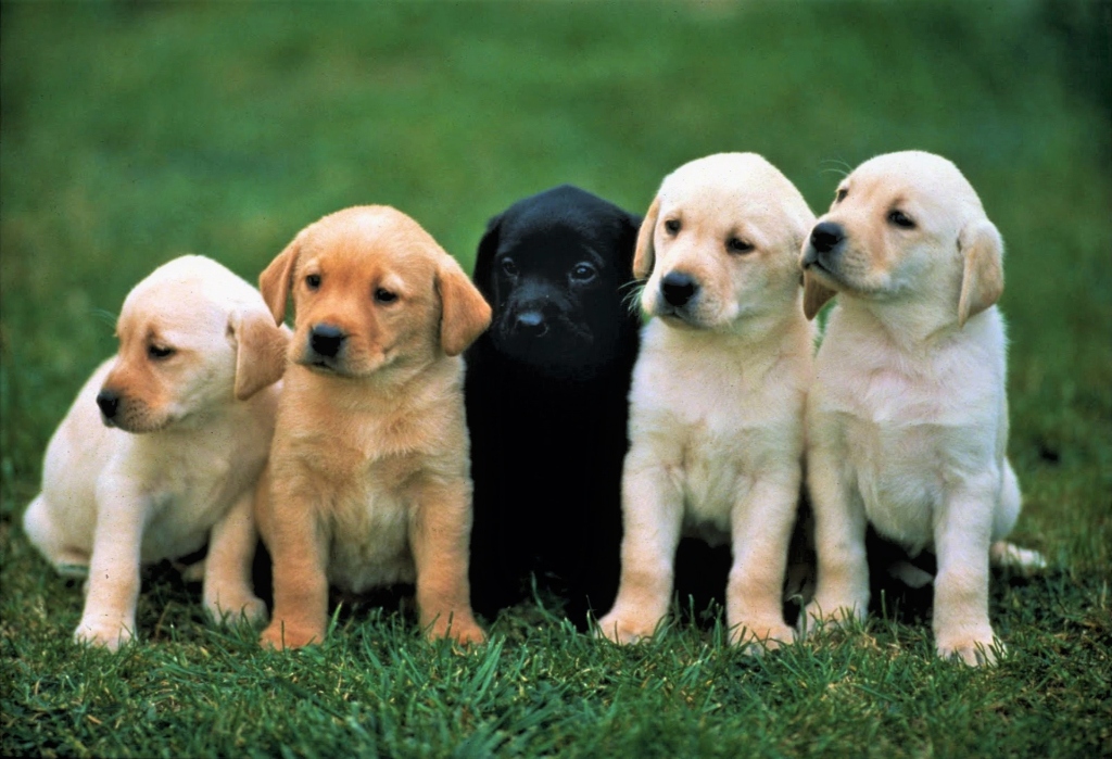 Labrador puppy for sale in Delhi NCR