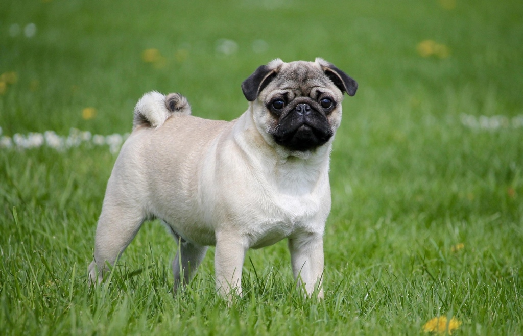 Pug puppy for sale in Delhi NCR