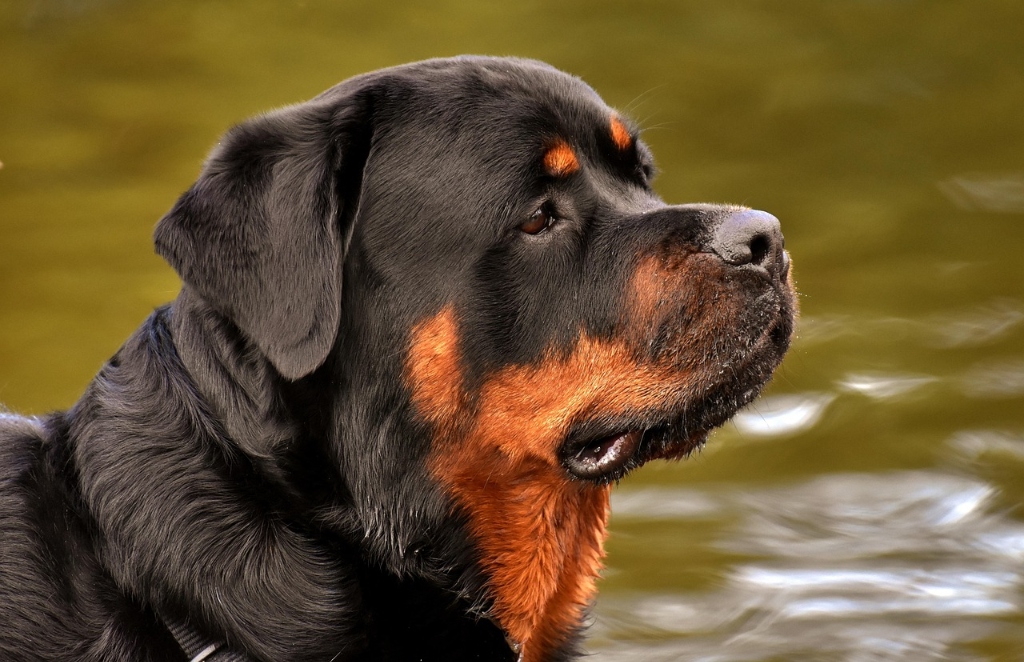Rottweiler puppy for sale in Delhi NCR