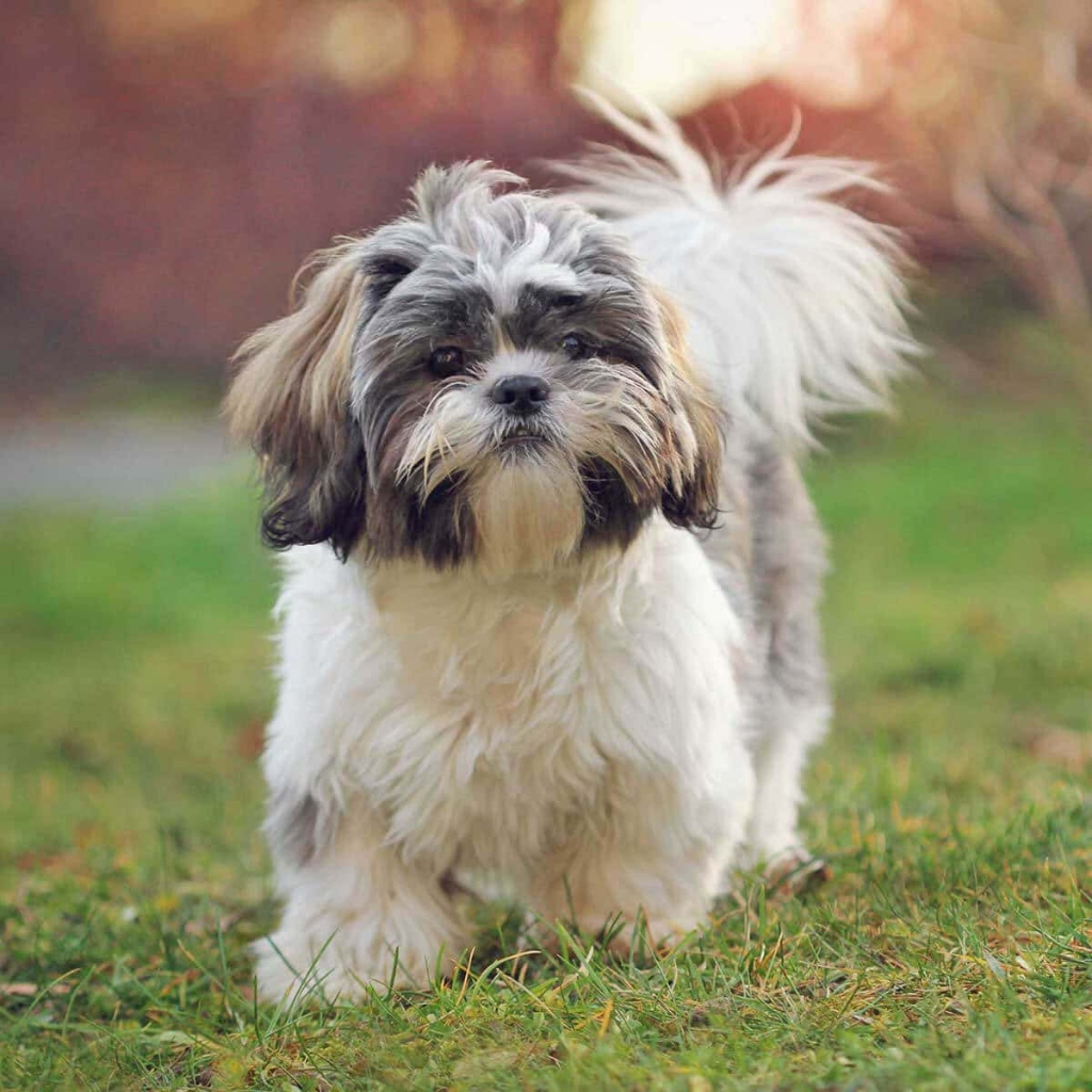 Shih Tzu puppy for sale in Delhi NCR