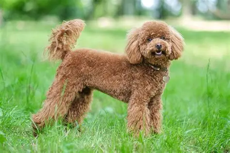 Toy Poodle puppy for sale in Delhi NCR